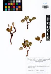 Ива сетчатая L., Сибирь, Прибайкалье и Забайкалье (S4) (Россия)