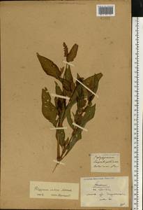 Горец развесистый, Горец щавелелистный (L.) Gray, Восточная Европа, Белоруссия (E3a) (Белоруссия)