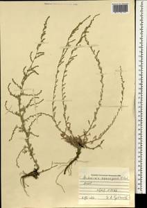 Seriphidium assurgens (Filatova) K.Bremer & Humphries ex Y.R.Ling, Монголия (MONG) (Монголия)