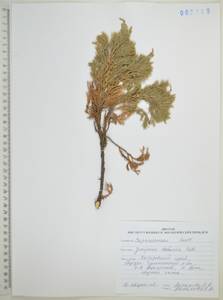 Можжевельник даурский (Pall.) Farjon, Сибирь, Дальний Восток (S6) (Россия)