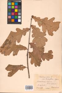 Дуб черешчатый, Дуб обыкновенный L., Восточная Европа, Московская область и Москва (E4a) (Россия)