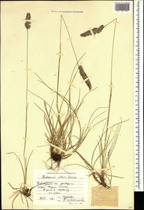 Koeleria eriostachya Pancic, Кавказ, Краснодарский край и Адыгея (K1a) (Россия)