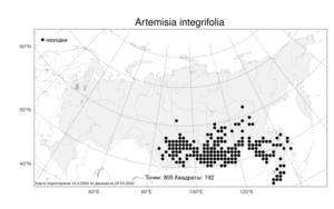 Artemisia integrifolia, Полынь цельнолистная L., Атлас флоры России (FLORUS) (Россия)