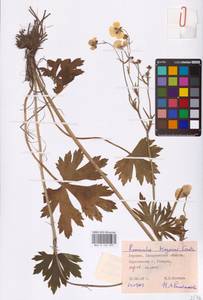 Ranunculus polyanthemos subsp. nemorosus (DC.) Schübl. & G.Martens, Восточная Европа, Западно-Украинский район (E13) (Украина)