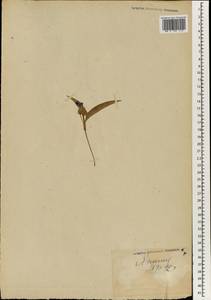 Коммелина, Зарубежная Азия (ASIA) (Япония)