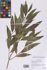 Ива ломкая L., Восточная Европа, Московская область и Москва (E4a) (Россия)