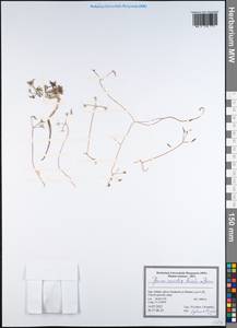 Elwendia caroides Boiss., Зарубежная Азия (ASIA) (Иран)