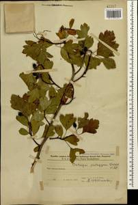 Боярышник пятипестичный Waldst. & Kit. ex Willd., Кавказ, Азербайджан (K6) (Азербайджан)