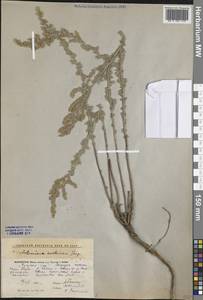 Полынь австрийская Jacq., Средняя Азия и Казахстан, Прикаспийский Устюрт и Северное Приаралье (M8) (Казахстан)