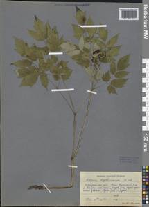 Actaea rubra subsp. rubra, Сибирь, Прибайкалье и Забайкалье (S4) (Россия)