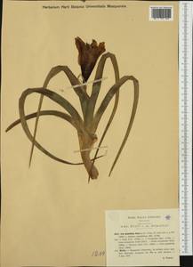 Iris planifolia (Mill.) T.Durand & Schinz, Западная Европа (EUR) (Италия)