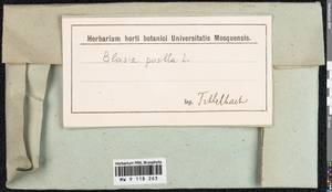 Blasia pusilla L., Гербарий мохообразных, Мхи - Западная Европа (BEu) (Неизвестно)