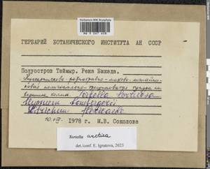 Flexitrichum flexicaule (Schwägr.) Ignatov & Fedosov, Гербарий мохообразных, Мхи - Красноярский край, Тыва и Хакасия (B17) (Россия)