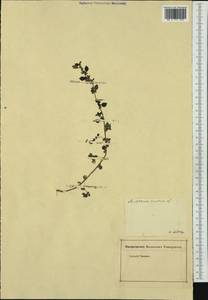 Постенница лекарственная L., Ботанические сады и дендрарии (GARD) (Германия)