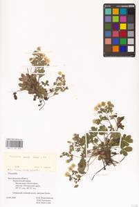 Лапчатка оттопырено-пушистая, Лапчатка поникшая Waldst. & Kit., Восточная Европа, Центральный лесостепной район (E6) (Россия)