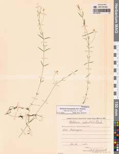 Звездчатка колымская A.P.Khokhr., Сибирь, Чукотка и Камчатка (S7) (Россия)