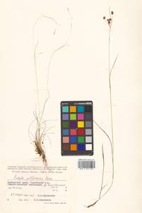 Ожика бледная Sw., Сибирь, Дальний Восток (S6) (Россия)