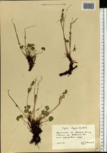 Кисличник двустолбиковый (L.) Hill, Восточная Европа, Северный район (E1) (Россия)