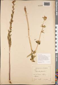 Campanula glomerata subsp. farinosa (Rochel ex Besser) Kirschl., Восточная Европа, Центральный лесостепной район (E6) (Россия)