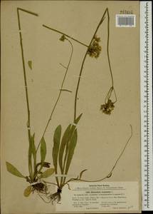 Ястребиночка зонтиковидная, Восточная Европа, Северо-Западный район (E2) (Россия)