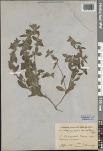 Подсвязница туркестанская Bunge, Средняя Азия и Казахстан, Памир и Памиро-Алай (M2) (Узбекистан)