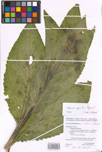 MHA 0 158 838, Verbascum phoeniceum subsp. phoeniceum, Восточная Европа, Центральный район (E4) (Россия)