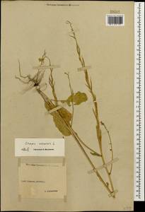 Rhamphospermum arvense (L.) Andrz. ex Besser, Кавказ, Ставропольский край, Карачаево-Черкесия, Кабардино-Балкария (K1b) (Россия)