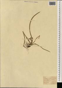 Schoenoplectiella roylei (Nees) Lye, Зарубежная Азия (ASIA) (Неизвестно)