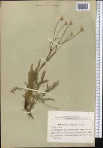 Tanacetum barclayanum DC., Средняя Азия и Казахстан, Западный Тянь-Шань и Каратау (M3) (Казахстан)