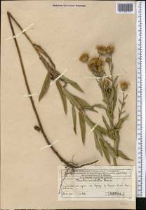 Pentanema asperum (Poir.) G.V.Boiko & Korniy., Средняя Азия и Казахстан, Западный Тянь-Шань и Каратау (M3) (Казахстан)