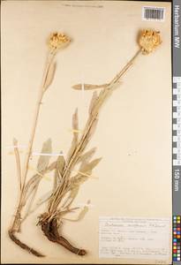 Centaurea ensiformis P. H. Davis, Зарубежная Азия (ASIA) (Турция)