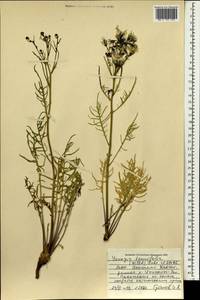 Crepidiastrum tenuifolium (Willd.) Sennikov, Монголия (MONG) (Монголия)