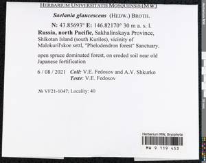 Saelania glaucescens (Hedw.) Broth., Гербарий мохообразных, Мхи - Дальний Восток (без Чукотки и Камчатки) (B20) (Россия)