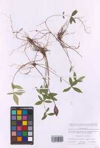 Барвинок малый L., Восточная Европа, Московская область и Москва (E4a) (Россия)