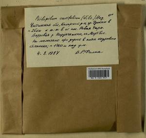 Psilopilum cavifolium (Wilson) I. Hagen, Гербарий мохообразных, Мхи - Прибайкалье и Забайкалье (B18) (Россия)