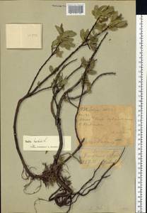 Ива копьевидная L., Сибирь, Западный (Казахстанский) Алтай (S2a) (Казахстан)