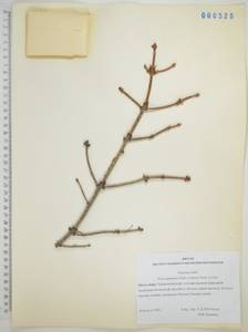 Ель китайская, Сибирь, Дальний Восток (S6) (Россия)