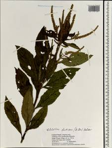 Elsholtzia fruticosa (D.Don) Rehder, Зарубежная Азия (ASIA) (Непал)