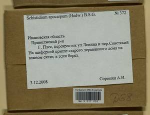 Schistidium apocarpum (Hedw.) Bruch & Schimp., Гербарий мохообразных, Мхи - Центральное Нечерноземье (B6) (Россия)
