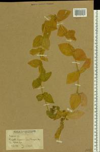 Stellaria aquatica (L.) Scop., Восточная Европа, Ростовская область (E12a) (Россия)