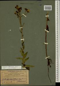 Яcтребинка мощная Fr., Кавказ, Азербайджан (K6) (Азербайджан)