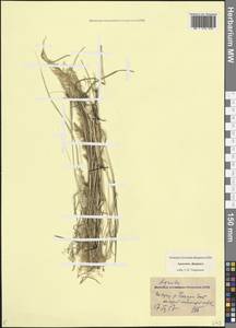 Полевица, Кавказ, Армения (K5) (Армения)