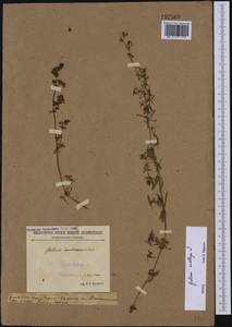 Подмаренник мягкий L., Восточная Европа, Северо-Западный район (E2) (Россия)