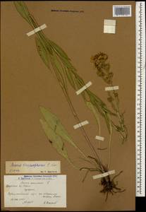 Jacobaea racemosa subsp. racemosa, Кавказ, Армения (K5) (Армения)