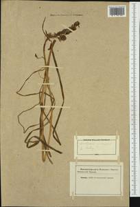 Ornithogalum narbonense L. , nom. cons., Западная Европа (EUR) (Неизвестно)