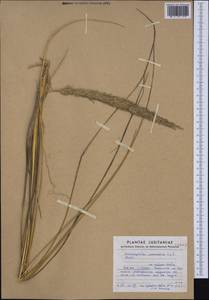Calamagrostis arenaria (L.) Roth, Западная Европа (EUR) (Португалия)