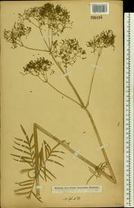 Валериана русская P. A. Smirn., Восточная Европа, Московская область и Москва (E4a) (Россия)