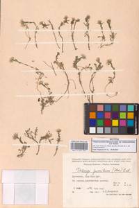 Ноккея маленькая (Steven) Steud., Кавказ, Дагестан (K2) (Россия)