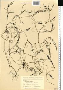 Лютик Кауфмана, Шелковник Кауфмана P.Clerc, Восточная Европа, Латвия (E2b) (Латвия)