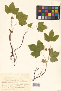 Костяника хмелелистная C.A.Mey., Восточная Европа, Северный район (E1) (Россия)